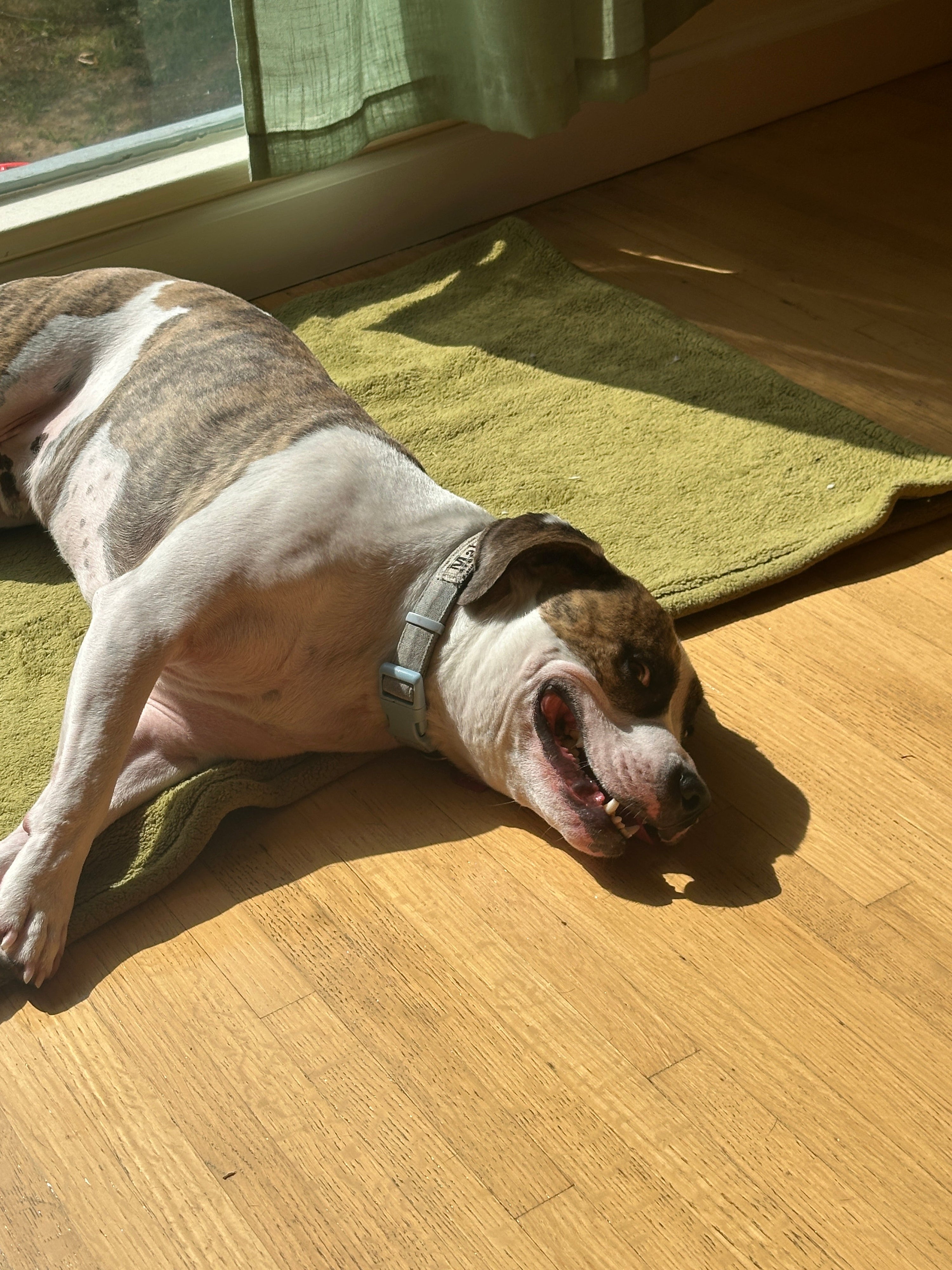 Can We Really Trust Dogs?